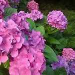Il Nido Della Rondine Bed & Breakfast *